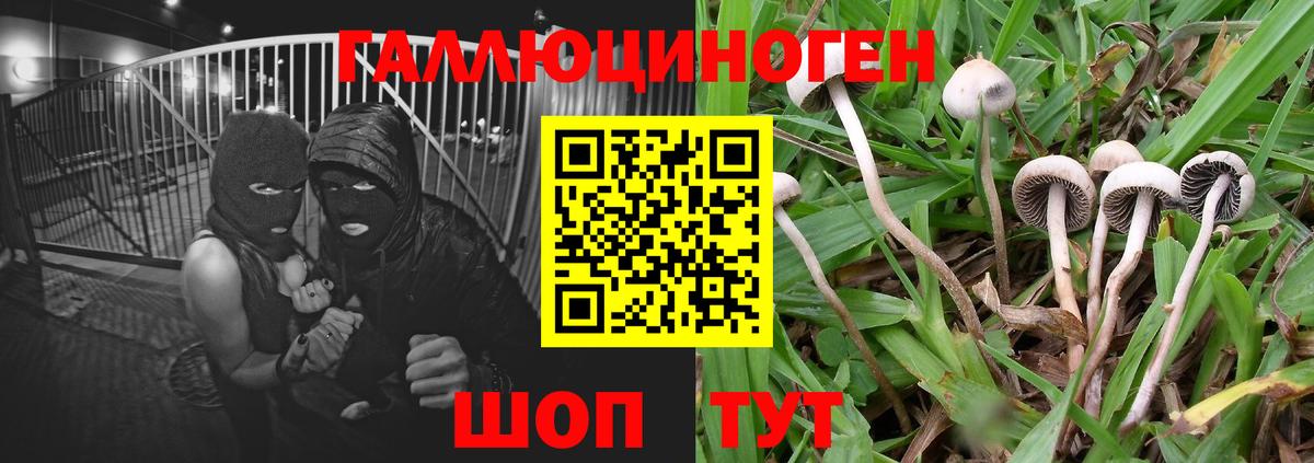 Галлюциногенные грибы мицелий  Псилоцибиновые грибы GOLDEN TEACHER  Отрадный  Вход с VPN 